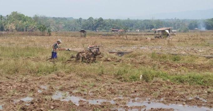 Enam Bulan Menanti, Petani Padi di Lahat Akhirnya Kembali Beraktivitas Petani padi di Kecamatan Lahat Selatan tengah menghancurkan lahan yang mengeras. Foto Istimewa.