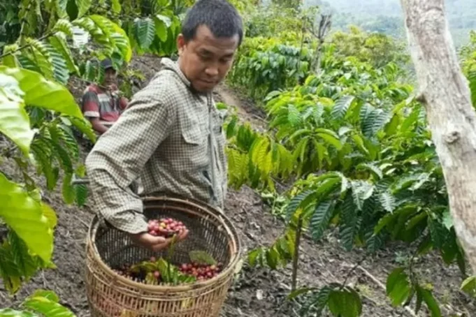 Harga Biji Kopi Meroket, UMKM Bubuk Kopi di Lahat Pilih Guling Tikar