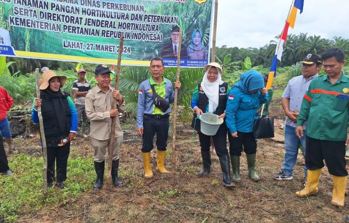 Cetak Areal Sawah Baru, Dinas Perkebunan Lahat Tanam Padi Disela Kebun Sawit