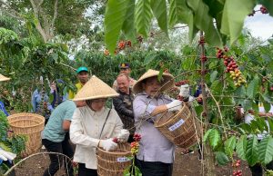 Pemkab Lahat Siapkan Peremajaan dan Sistem Irigasi Modern untuk Petani Kopi