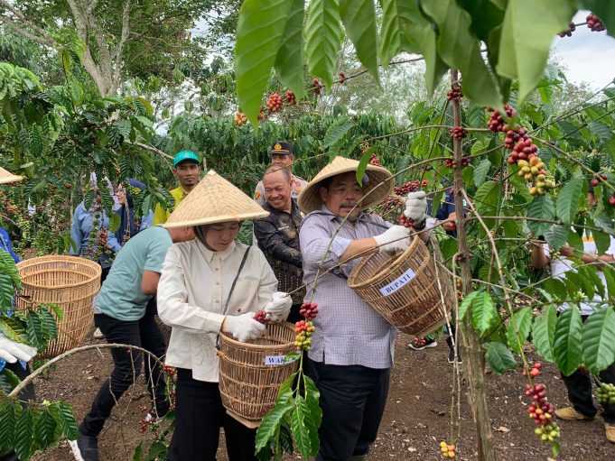 Pemkab Lahat Siapkan Peremajaan dan Sistem Irigasi Modern untuk Petani Kopi