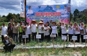Panen Perdana Bawang Merah, Wabup Lahat : Kejar Swasembada Pangan