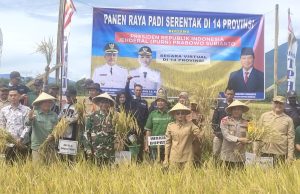 Panen Raya Diareal 70 Hektar, Ini Pesan Wabup Lahat