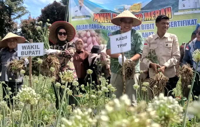 Lahat Jadi Pelopor di Sumsel, Sukses Budidaya Bawang Merah Brebes