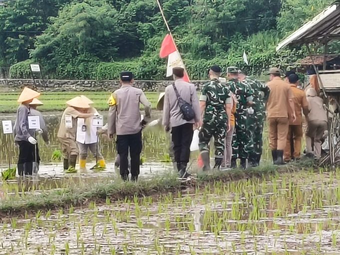 Lawan Ancaman El Nino, Pemkab Lahat Mulai ‘Perang’ di Sawah Tadah Hujan