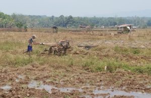 Enam Bulan Menanti, Petani Padi di Lahat Akhirnya Kembali Beraktivitas Petani padi di Kecamatan Lahat Selatan tengah menghancurkan lahan yang mengeras. Foto Istimewa.