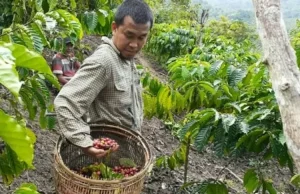 Harga Biji Kopi Meroket, UMKM Bubuk Kopi di Lahat Pilih Guling Tikar