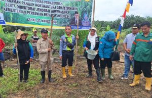 Cetak Areal Sawah Baru, Dinas Perkebunan Lahat Tanam Padi Disela Kebun Sawit