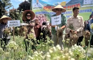 Lahat Jadi Pelopor di Sumsel, Sukses Budidaya Bawang Merah Brebes